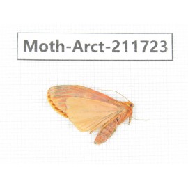 Arctiidae sp. China, Tibet, Linzhi, Bomi county. 1Pcs. Moth-Arct-211723.