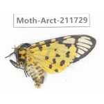 Arctiidae sp. China, Tibet, Linzhi, Bomi county. 1Pcs. Moth-Arct-211729.