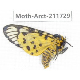Arctiidae sp. China, Tibet, Linzhi, Bomi county. 1Pcs. Moth-Arct-211729.