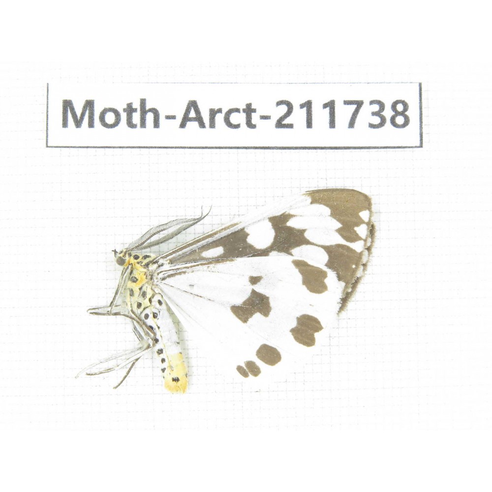 Arctiidae sp. China, Tibet, Linzhi, Bomi county. 1Pcs. Moth-Arct-211738.