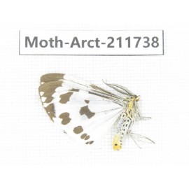 Arctiidae sp. China, Tibet, Linzhi, Bomi county. 1Pcs. Moth-Arct-211738.