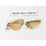 Arctiidae sp. China, Tibet, Linzhi area, Bomi county. 2Pcs. Moth-Arct-20010