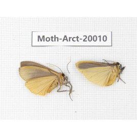 Arctiidae sp. China, Tibet, Linzhi area, Bomi county. 2Pcs. Moth-Arct-20010