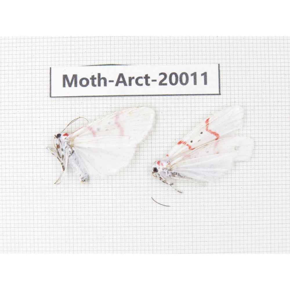 Arctiidae sp. China, Tibet, Linzhi area, Bomi county. 2Pcs. Moth-Arct-20011