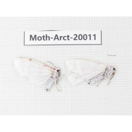 Arctiidae sp. China, Tibet, Linzhi area, Bomi county. 2Pcs. Moth-Arct-20011