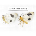 Arctiidae sp. China, Tibet, Linzhi area, Bomi county. 2Pcs. Moth-Arct-20012