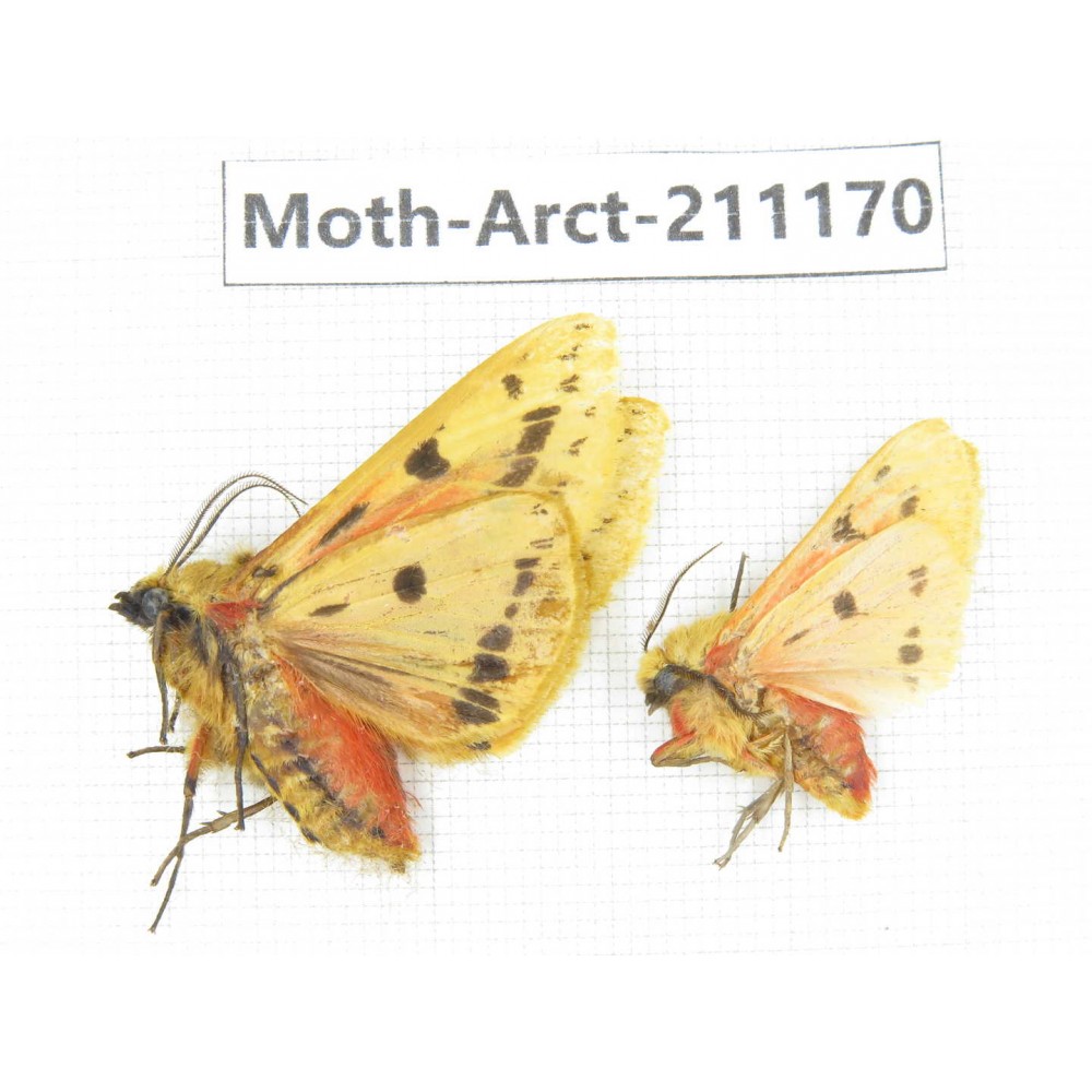 Arctiidae sp. China, Tibet, Linzhi, Motuo county. 2Pcs. Moth-Arct-211170.