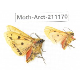 Arctiidae sp. China, Tibet, Linzhi, Motuo county. 2Pcs. Moth-Arct-211170.