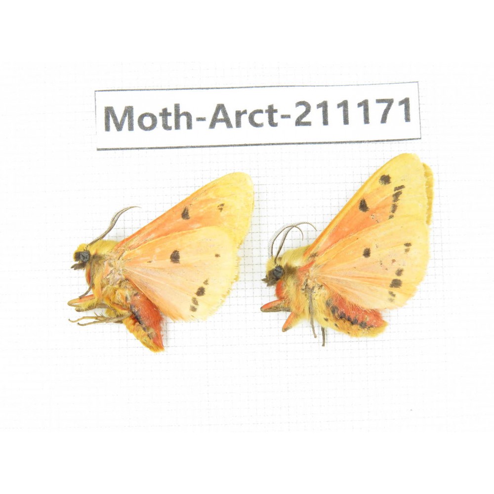 Arctiidae sp. China, Tibet, Linzhi, Motuo county. 2Pcs. Moth-Arct-211171.
