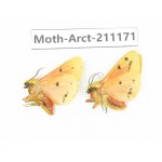 Arctiidae sp. China, Tibet, Linzhi, Motuo county. 2Pcs. Moth-Arct-211171.