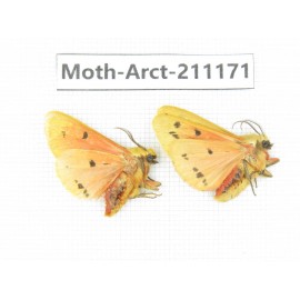 Arctiidae sp. China, Tibet, Linzhi, Motuo county. 2Pcs. Moth-Arct-211171.