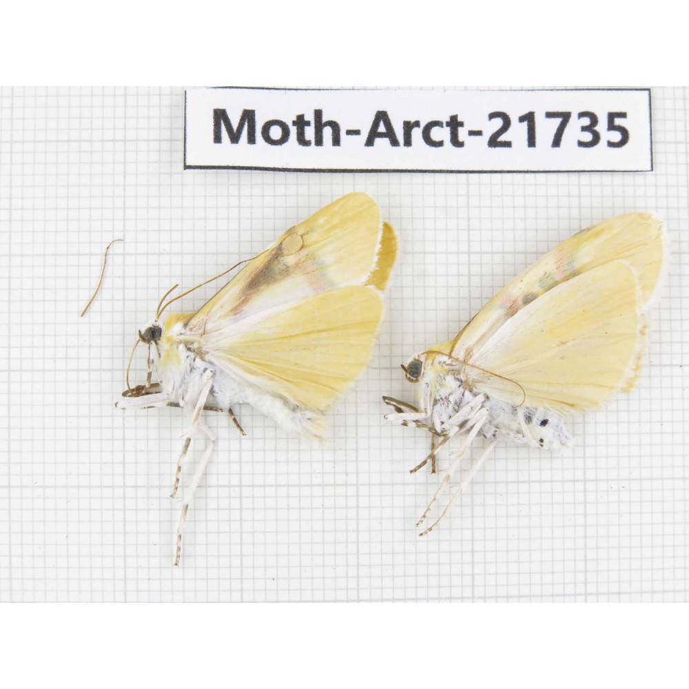 Arctiidae sp. China, Tibet, Linzhi, Motuo county. 2Pcs. Moth-Arct-21735.