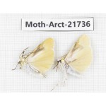 Arctiidae sp. China, Tibet, Linzhi, Motuo county. 2Pcs. Moth-Arct-21736.