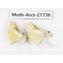 Arctiidae sp. China, Tibet, Linzhi, Motuo county. 2Pcs. Moth-Arct-21736.