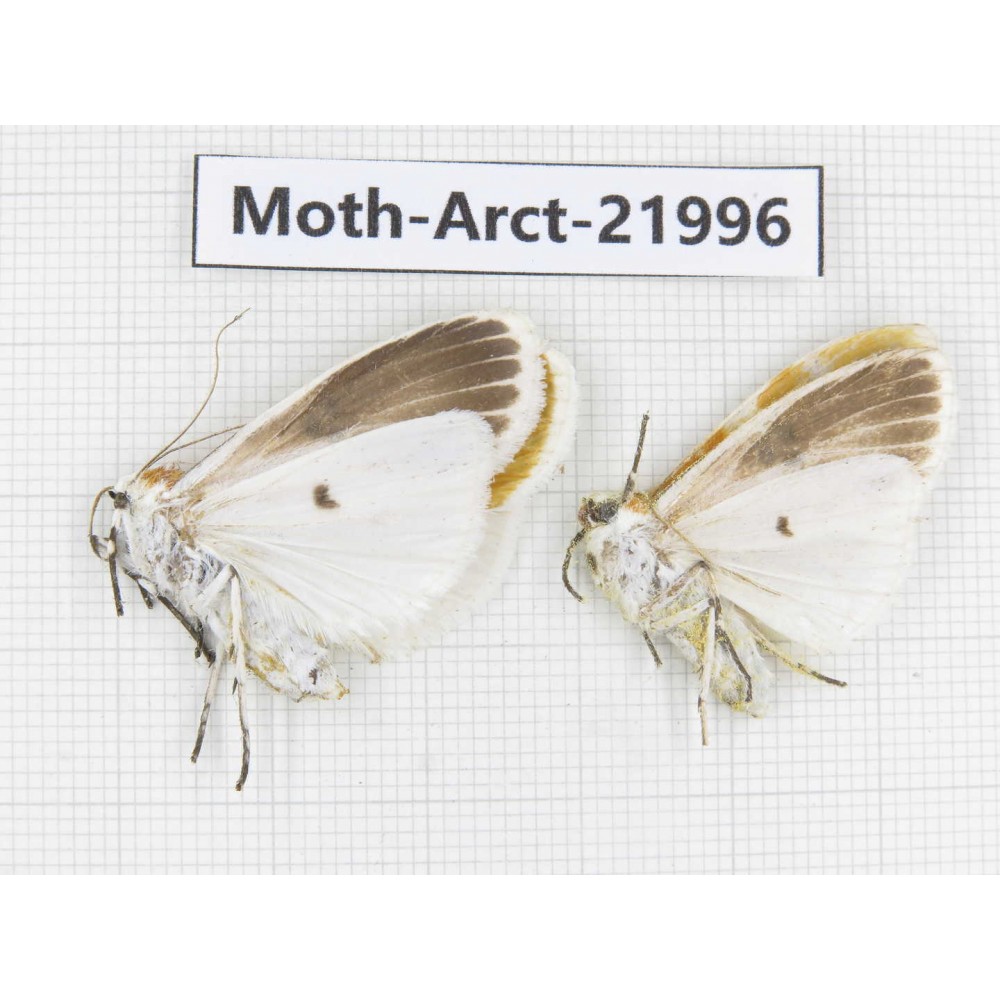 Arctiidae sp. China, Tibet, Linzhi, Motuo county. 2Pcs. Moth-Arct-21996.