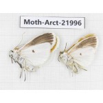 Arctiidae sp. China, Tibet, Linzhi, Motuo county. 2Pcs. Moth-Arct-21996.