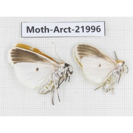 Arctiidae sp. China, Tibet, Linzhi, Motuo county. 2Pcs. Moth-Arct-21996.