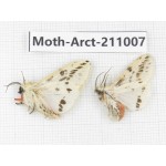 Arctiidae sp. China, Tibet, Linzhi, Motuo county. 2Pcs. Moth-Arct-211007.