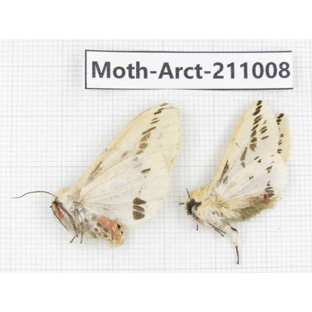 Arctiidae sp. China, Tibet, Linzhi, Motuo county. 2Pcs. Moth-Arct-211008.