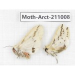 Arctiidae sp. China, Tibet, Linzhi, Motuo county. 2Pcs. Moth-Arct-211008.