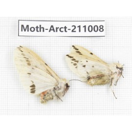 Arctiidae sp. China, Tibet, Linzhi, Motuo county. 2Pcs. Moth-Arct-211008.