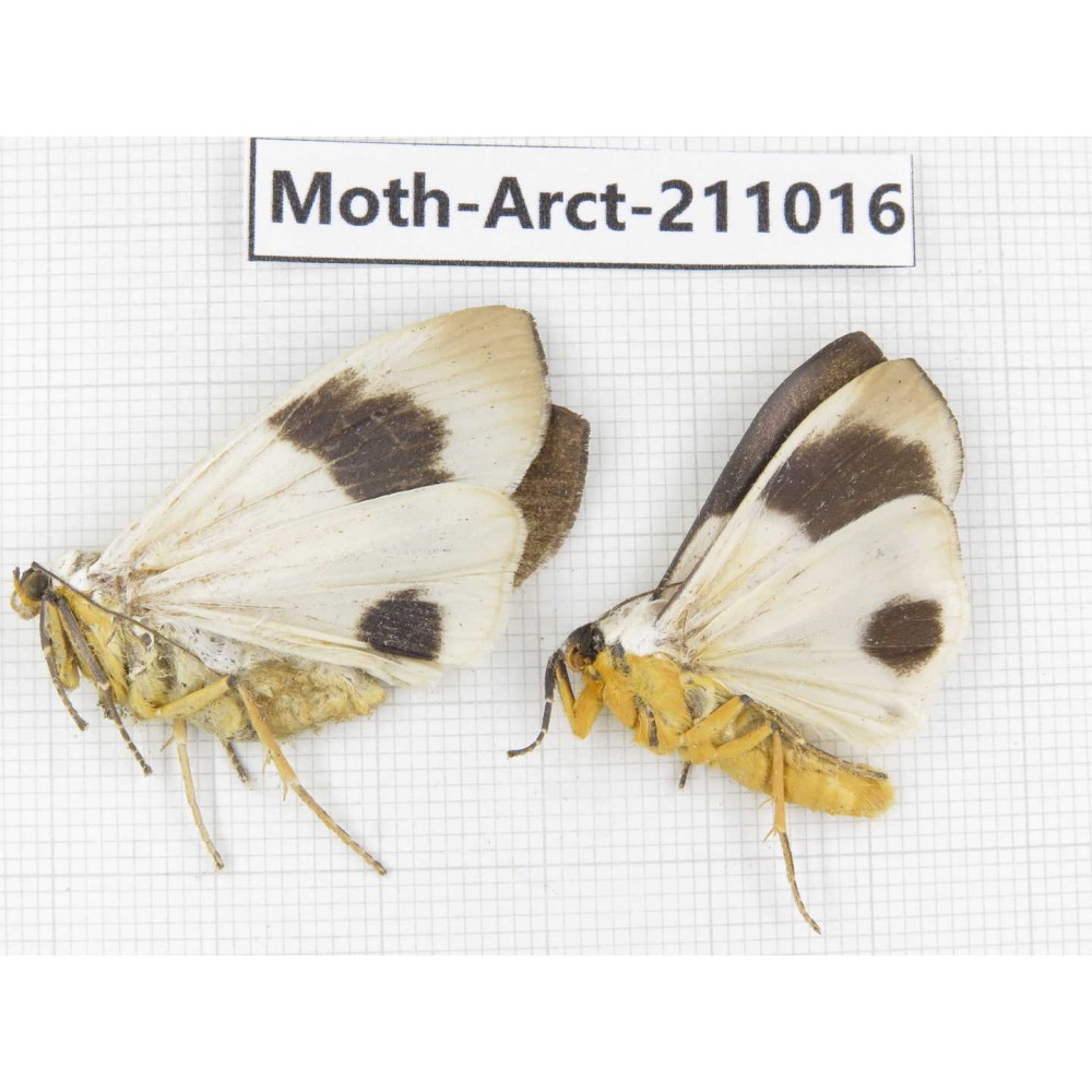 Arctiidae sp. China, Tibet, Linzhi, Motuo county. 2Pcs. Moth-Arct-211016.