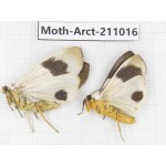Arctiidae sp. China, Tibet, Linzhi, Motuo county. 2Pcs. Moth-Arct-211016.