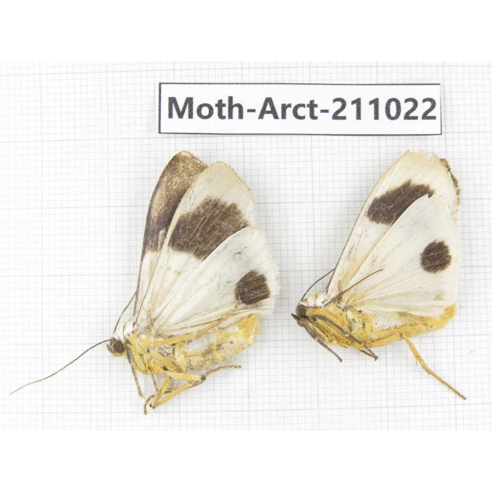 Arctiidae sp. China, Tibet, Linzhi, Motuo county. 2Pcs. Moth-Arct-211022.