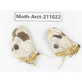 Arctiidae sp. China, Tibet, Linzhi, Motuo county. 2Pcs. Moth-Arct-211022.