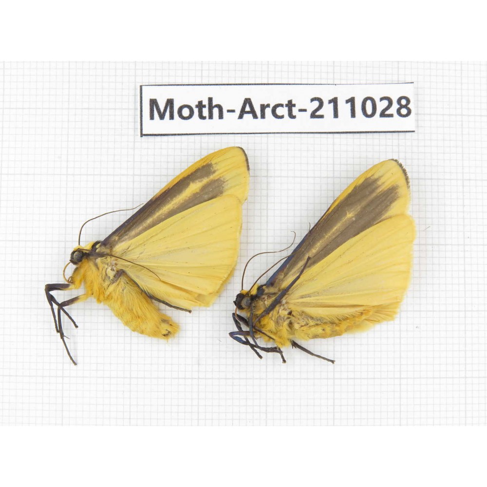 Arctiidae sp. China, Tibet, Linzhi, Motuo county. 2Pcs. Moth-Arct-211028.