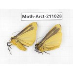 Arctiidae sp. China, Tibet, Linzhi, Motuo county. 2Pcs. Moth-Arct-211028.