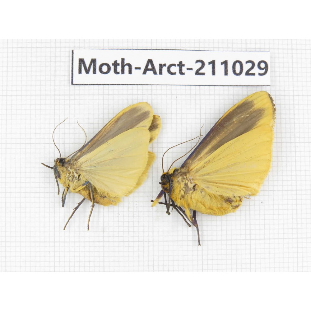 Arctiidae sp. China, Tibet, Linzhi, Motuo county. 2Pcs. Moth-Arct-211029.