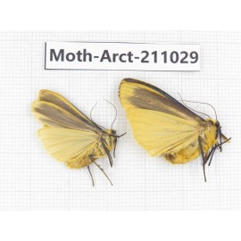Arctiidae sp. China, Tibet, Linzhi, Motuo county. 2Pcs. Moth-Arct-211029.
