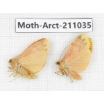 Arctiidae sp. China, Tibet, Linzhi, Motuo county. 2Pcs. Moth-Arct-211035.