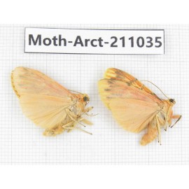 Arctiidae sp. China, Tibet, Linzhi, Motuo county. 2Pcs. Moth-Arct-211035.