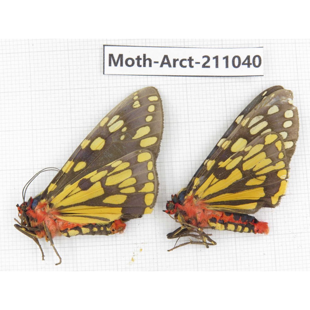 Arctiidae sp. China, Tibet, Linzhi, Motuo county. 2Pcs. Moth-Arct-211040.