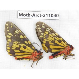 Arctiidae sp. China, Tibet, Linzhi, Motuo county. 2Pcs. Moth-Arct-211040.