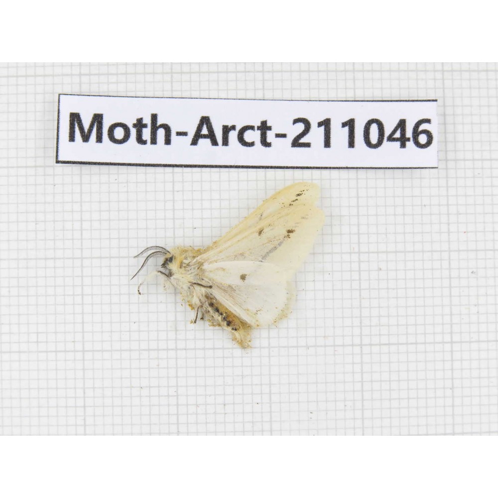 Arctiidae sp. China, Tibet, Linzhi, Motuo county. 1Pcs. Moth-Arct-211046.