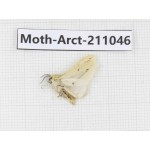 Arctiidae sp. China, Tibet, Linzhi, Motuo county. 1Pcs. Moth-Arct-211046.