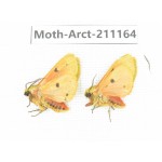 Arctiidae sp. China, Tibet, Linzhi, Motuo county. 2Pcs. Moth-Arct-211164.