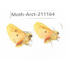 Arctiidae sp. China, Tibet, Linzhi, Motuo county. 2Pcs. Moth-Arct-211164.