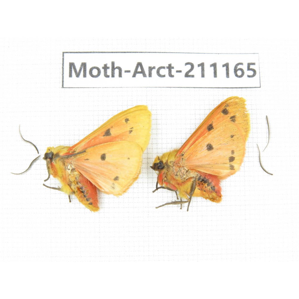 Arctiidae sp. China, Tibet, Linzhi, Motuo county. 2Pcs. Moth-Arct-211165.