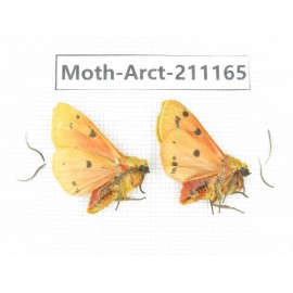Arctiidae sp. China, Tibet, Linzhi, Motuo county. 2Pcs. Moth-Arct-211165.