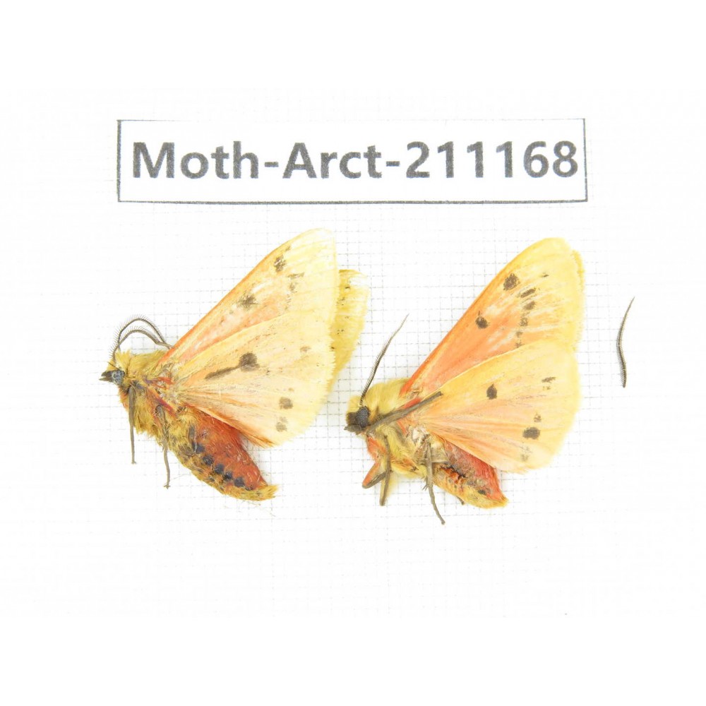Arctiidae sp. China, Tibet, Linzhi, Motuo county. 2Pcs. Moth-Arct-211168.
