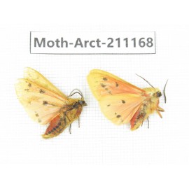 Arctiidae sp. China, Tibet, Linzhi, Motuo county. 2Pcs. Moth-Arct-211168.