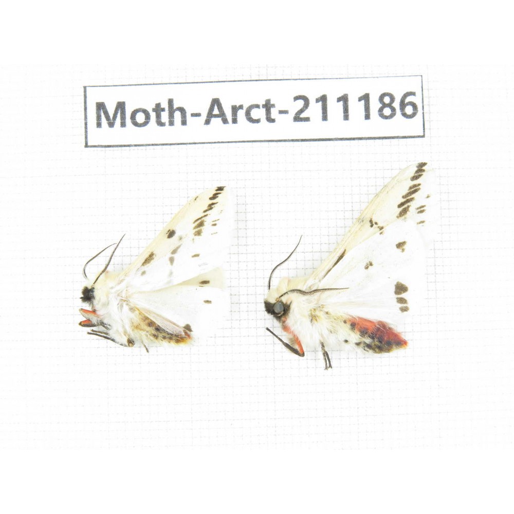 Arctiidae sp. China, Tibet, Linzhi, Motuo county. 2Pcs. Moth-Arct-211186.