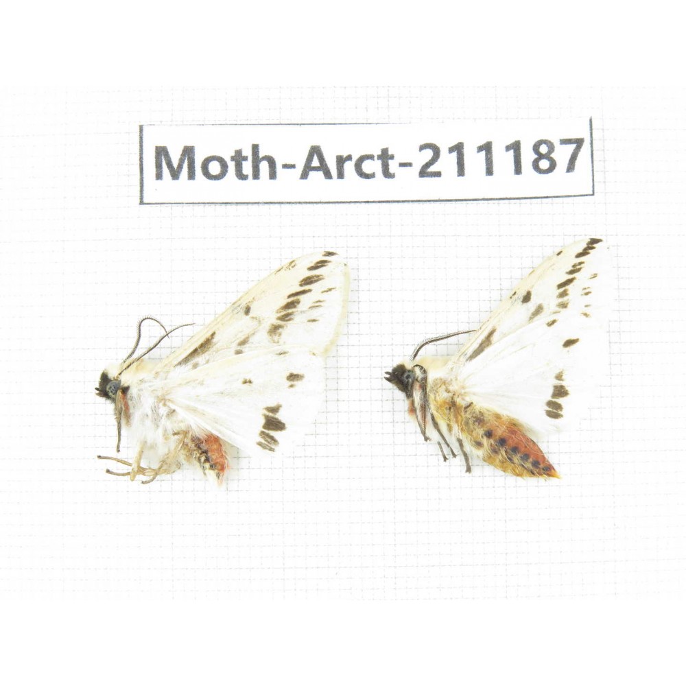 Arctiidae sp. China, Tibet, Linzhi, Motuo county. 2Pcs. Moth-Arct-211187.
