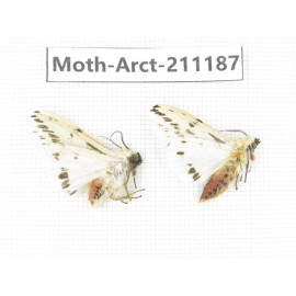 Arctiidae sp. China, Tibet, Linzhi, Motuo county. 2Pcs. Moth-Arct-211187.