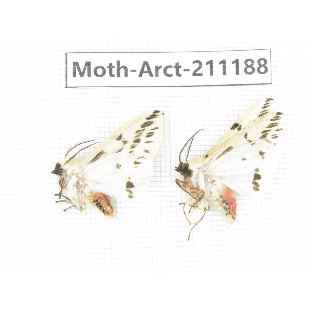 Arctiidae sp. China, Tibet, Linzhi, Motuo county. 2Pcs. Moth-Arct-211188.