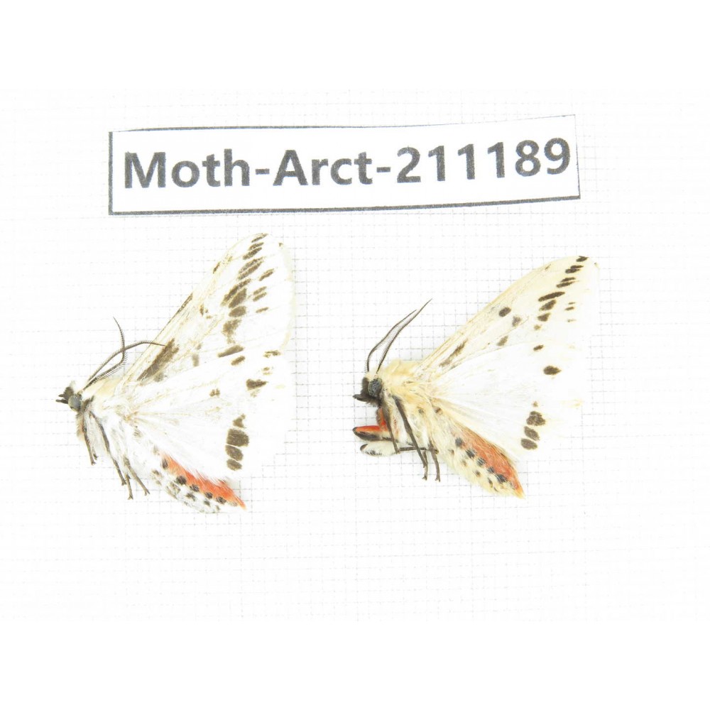 Arctiidae sp. China, Tibet, Linzhi, Motuo county. 2Pcs. Moth-Arct-211189.